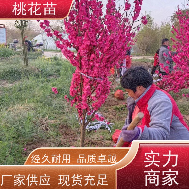 春丰苗木5公分观赏性桃花规格齐全适应能力强