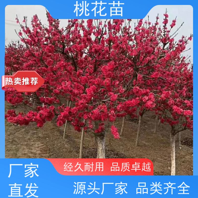 春丰苗木 7公分 基地供应 嫁接新品种 观赏桃花树