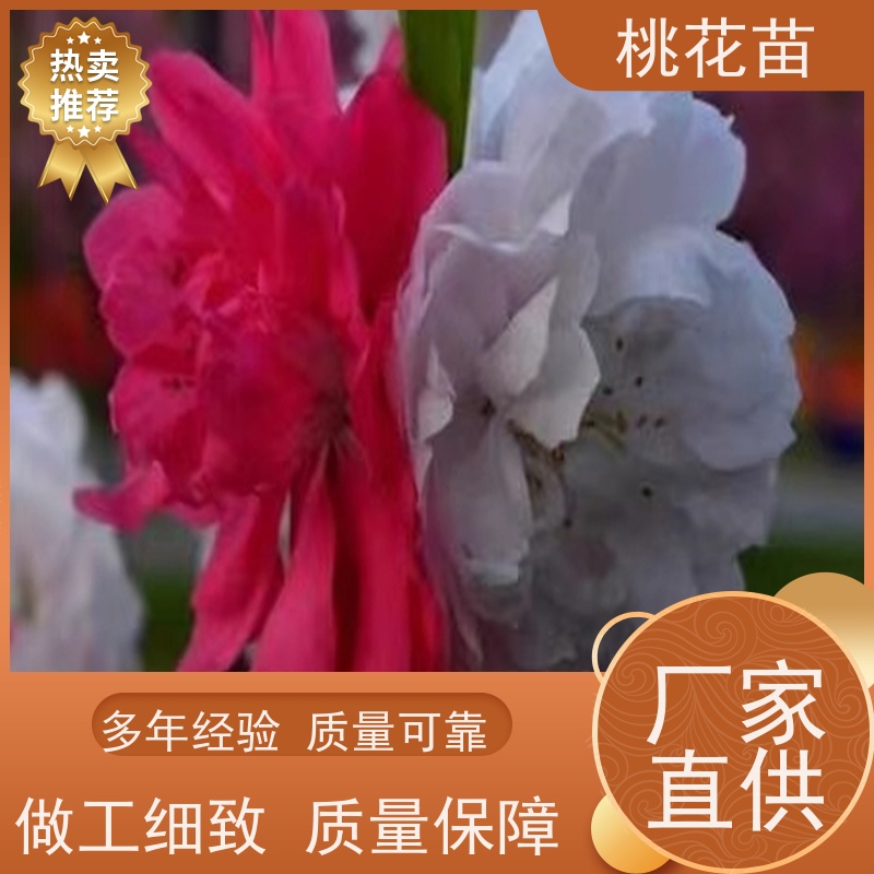 春丰苗木 8公分 适应能力强 基地直供 观赏桃花苗子