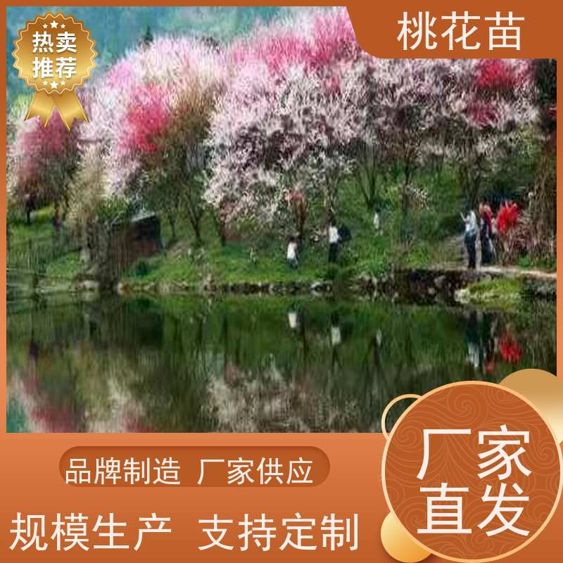 春丰苗木 适应能力强 嫁接新品种 观赏桃树苗子 8公分