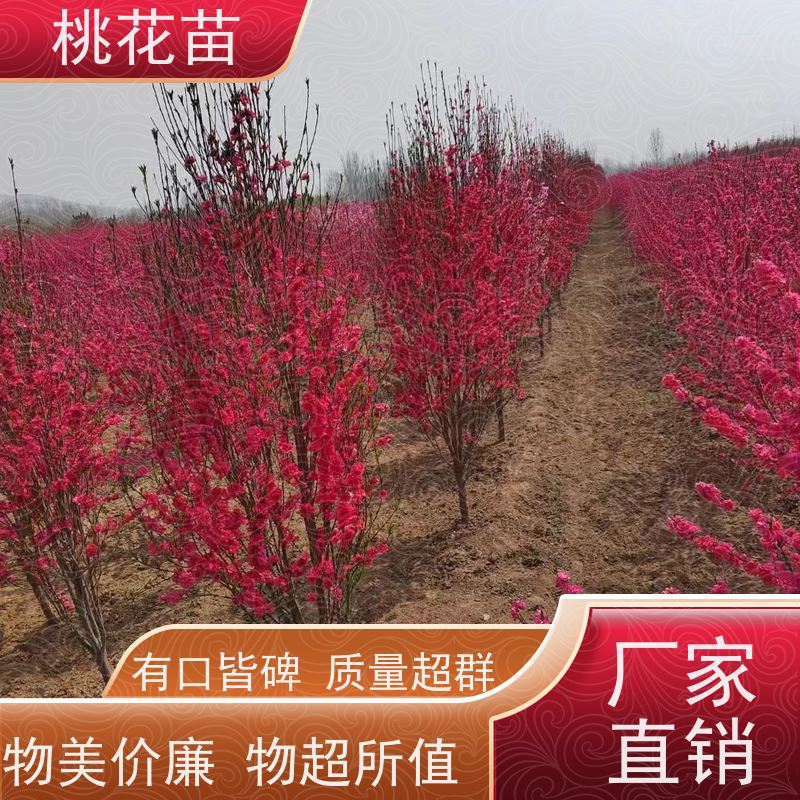 春丰苗木 品种优良 根系发达 观赏桃树苗子 5公分