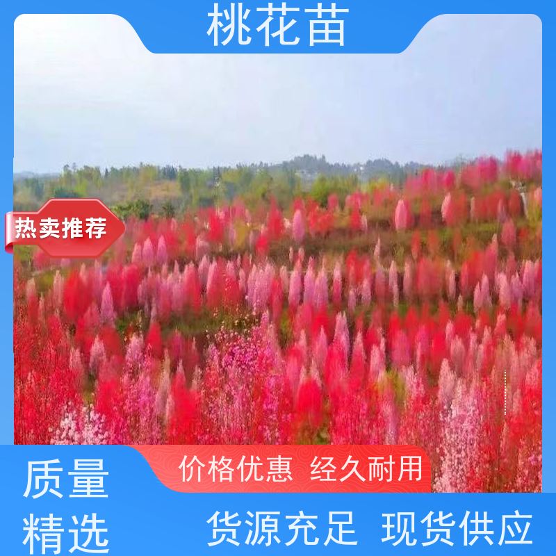 春丰苗木 全国发货 嫁接新品种 欣赏桃花树苗 2公分