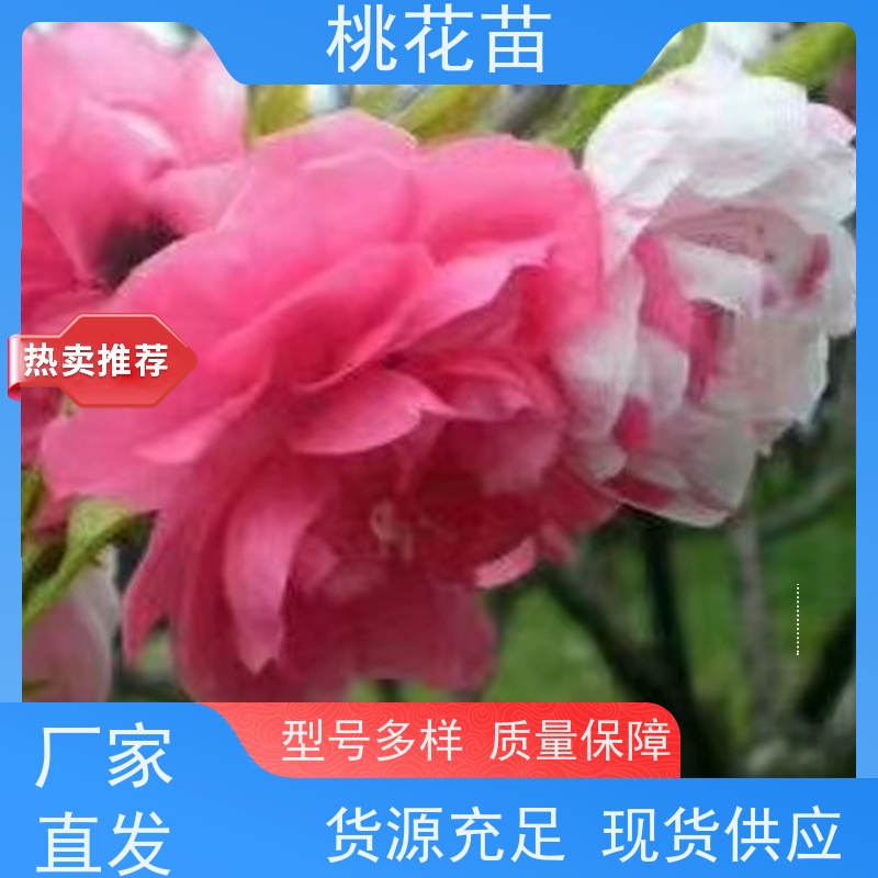 春丰苗木 5公分 欣赏桃花树苗 现挖现发 全国发货
