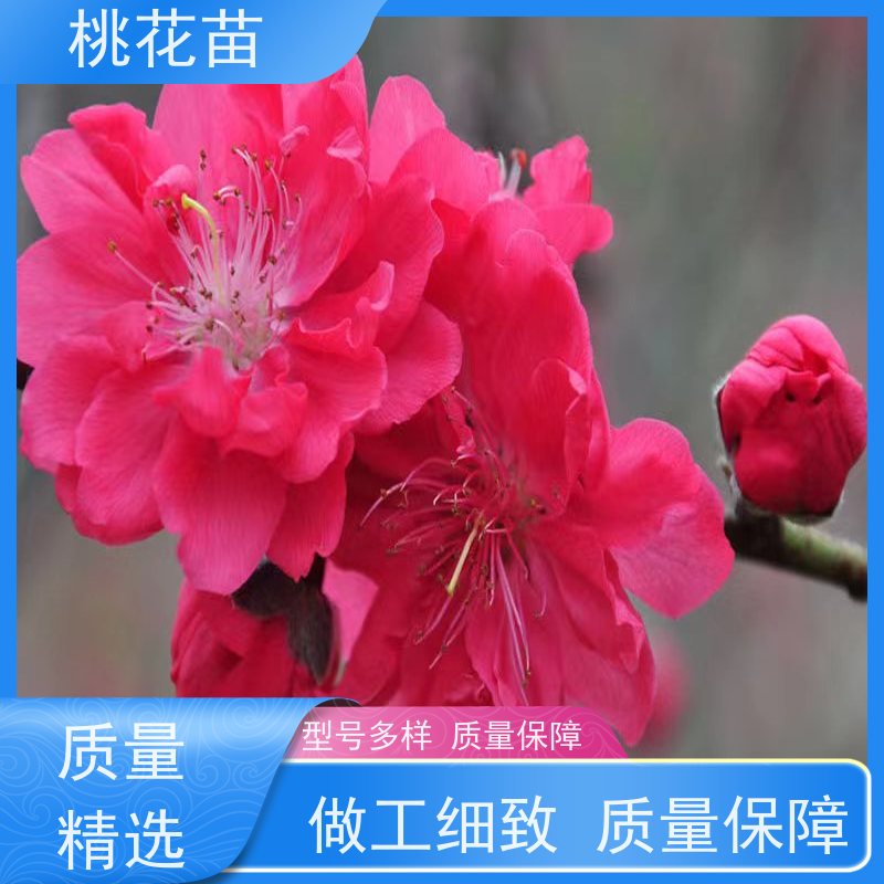 春丰苗木 提供种植技术经验 树形优美 成活率高 5公分 桃花树苗