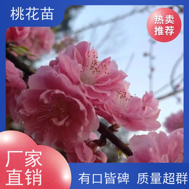 春丰苗木 景观桃花树苗 适应能力强 植株健壮 7公分