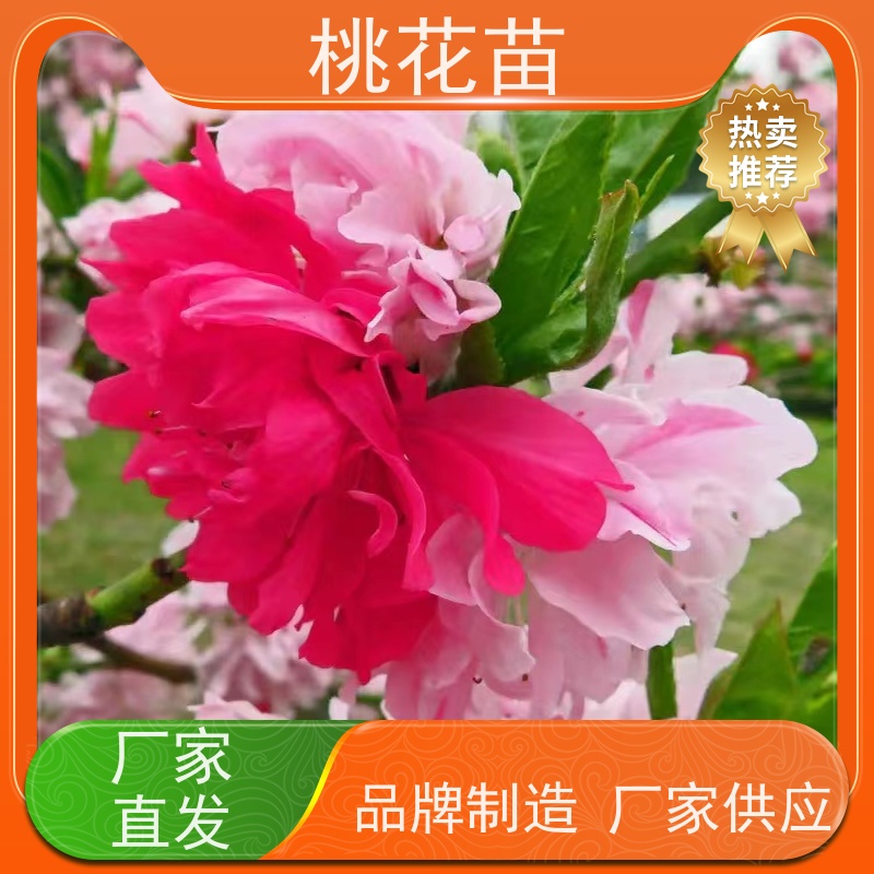 春丰苗木 嫁接新品种 桃花苗苗圃基地 7公分 花桃