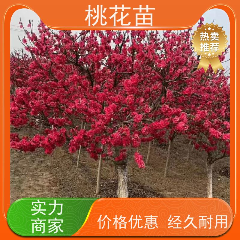 春丰苗木 8公分 桃花嫁接苗 提供种植技术经验 盆栽地栽