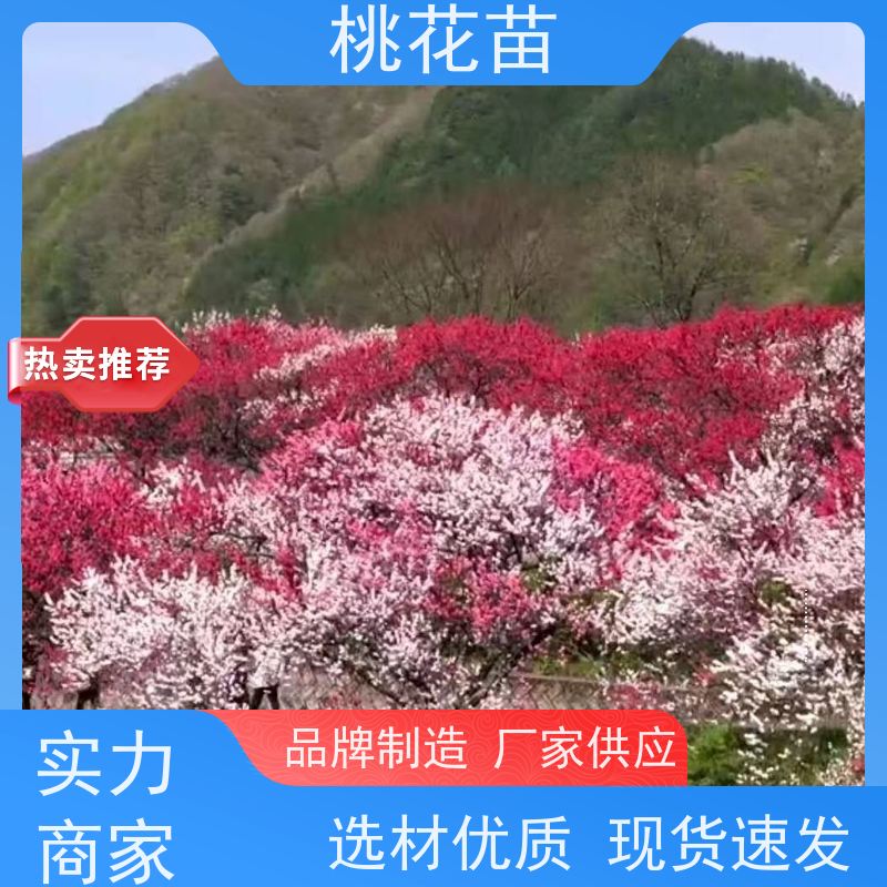 春丰苗木 欣赏桃花树 根系发达 树形优美 成活率高 2公分