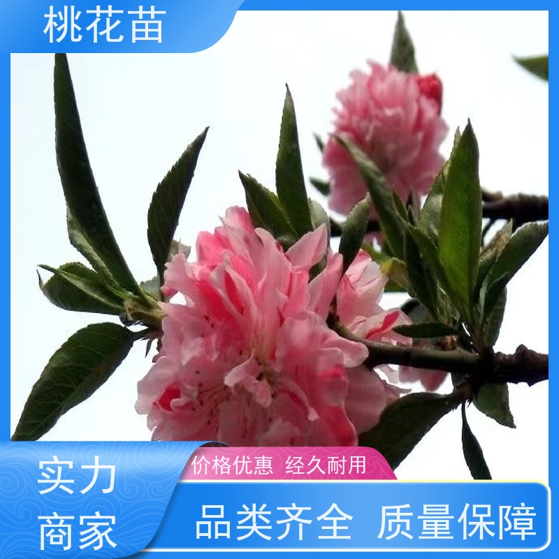春丰苗木 桃树苗批发价格 规格齐全 风景桃花树 基地供应