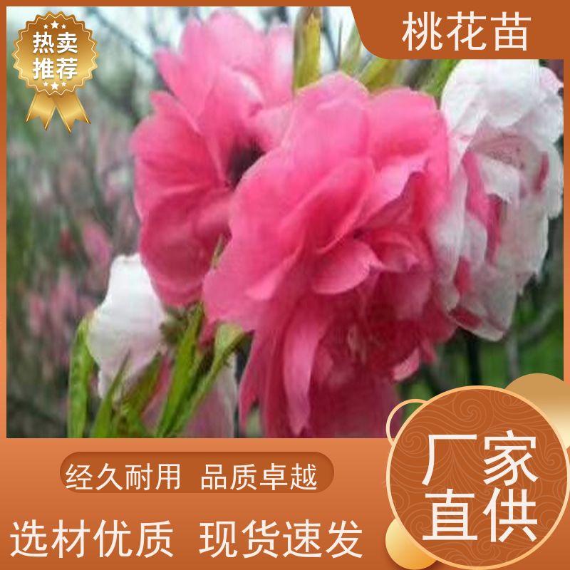 春丰苗木 提供种植技术经验 品种优良 盆景桃花 2公分