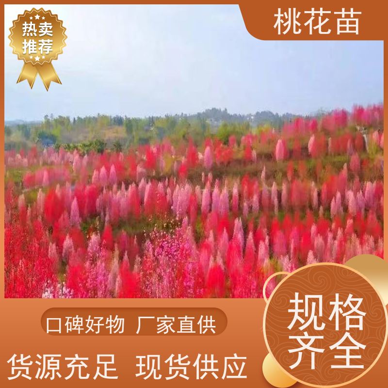 春丰苗木 树形优美 嫁接新品种 观赏桃苗子 7公分