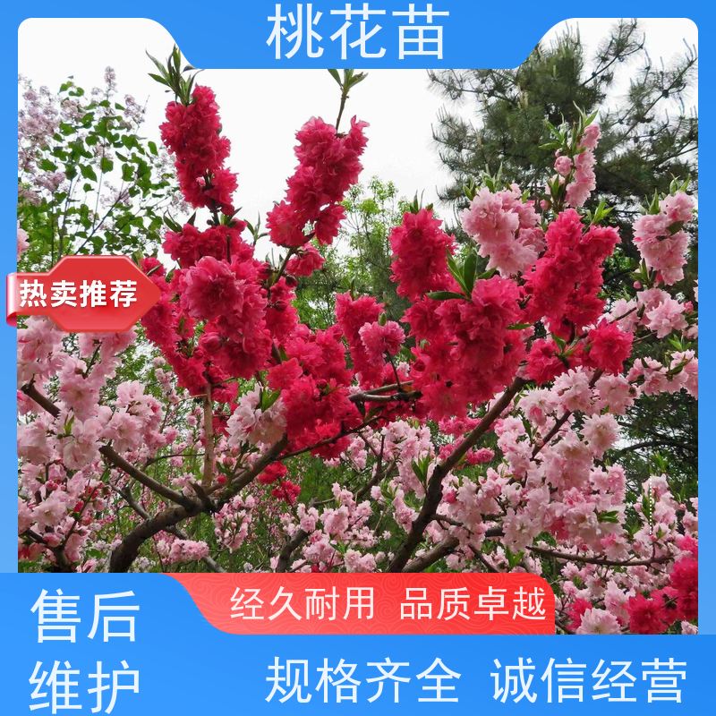 春丰苗木 7公分 植株健壮 风景桃花苗 树形优美 成活率高