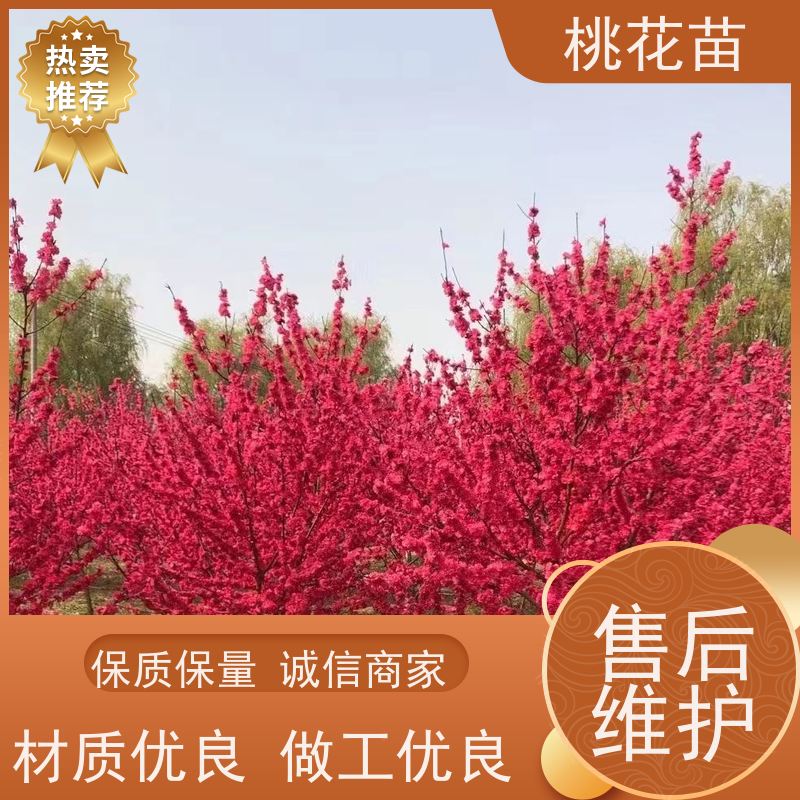 春丰苗木 8公分 嫁接新品种 景观桃树 桃花苗苗圃基地