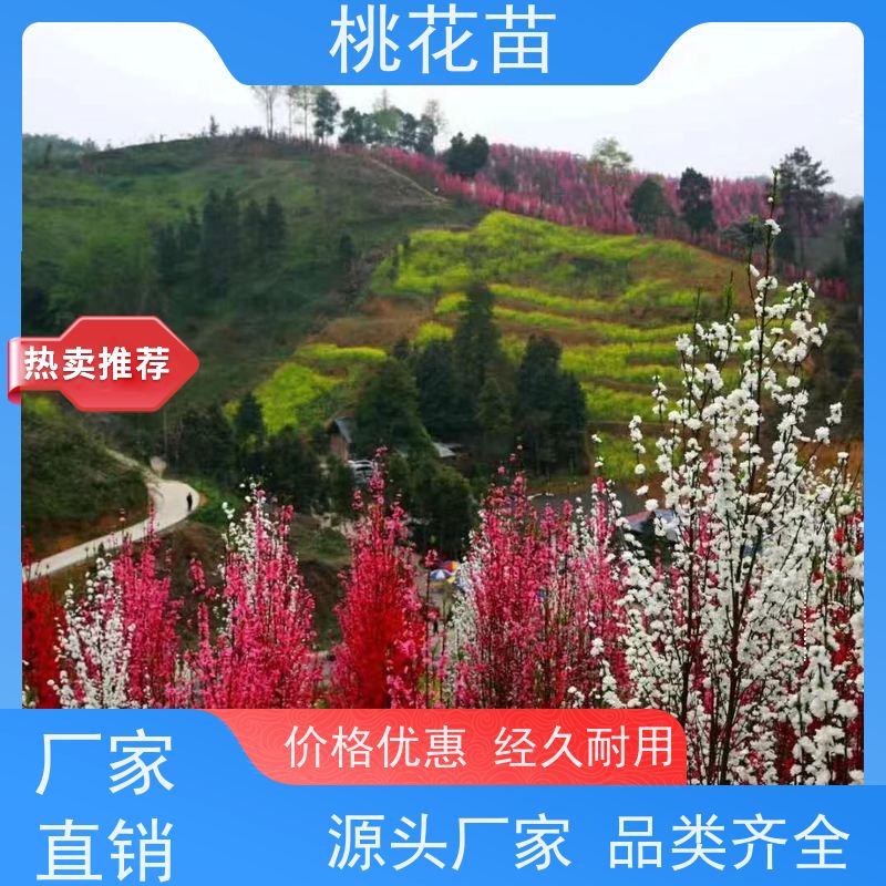 春丰苗木 树形优美 成活率高 提供种植技术经验 盆栽桃花 8公分