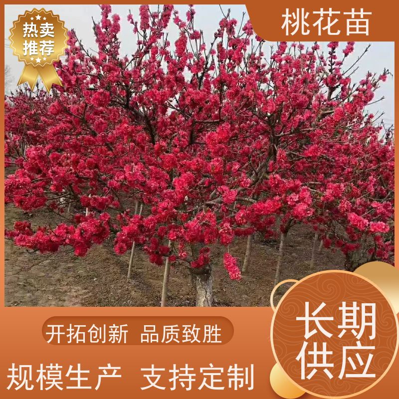 春丰苗木 品种优良 提供种植技术经验 观赏桃树 8公分