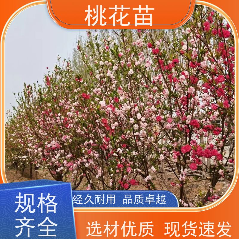 春丰苗木 品种优良 提供种植技术经验 观赏桃树苗子 7公分