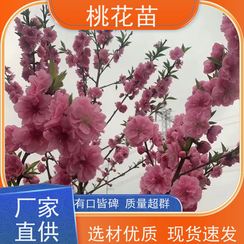春丰苗木 2公分 品种优良 提供种植技术经验 桃花苗