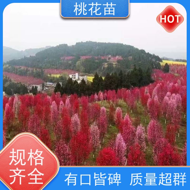 春丰苗木 5公分 提供种植技术经验 桃花苗子 适应能力强