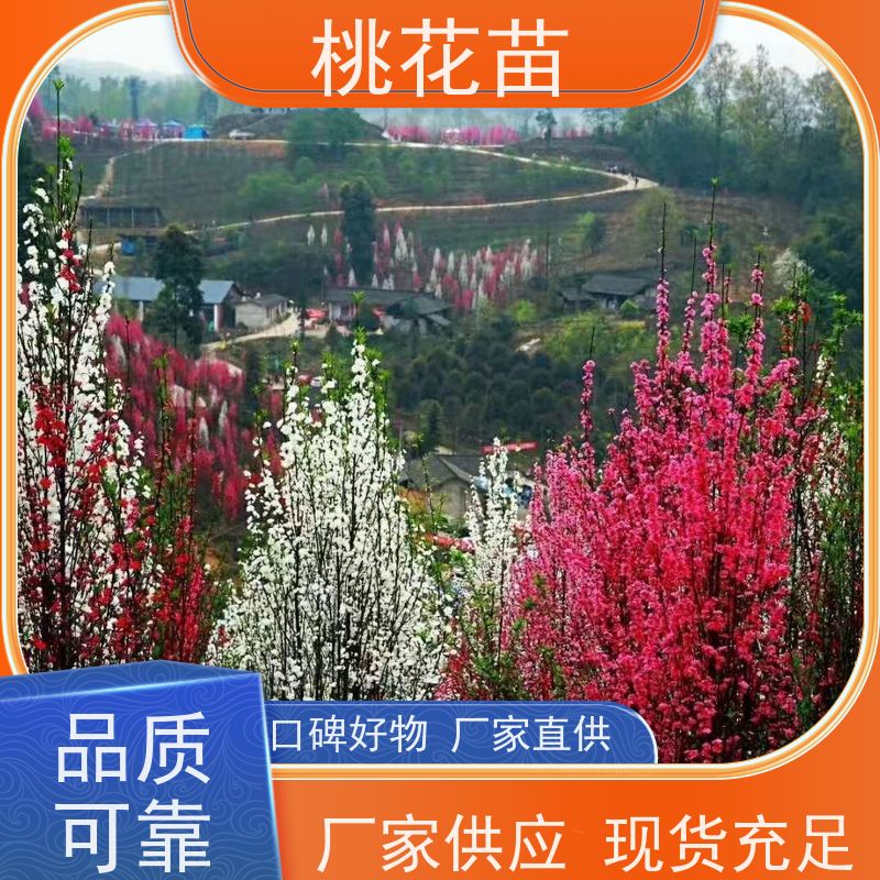 春丰苗木 7公分 观赏桃花树苗 提供种植技术经验 品种优良