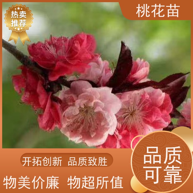 春丰苗木 品种多样 全国发货 5公分 观赏性桃花苗