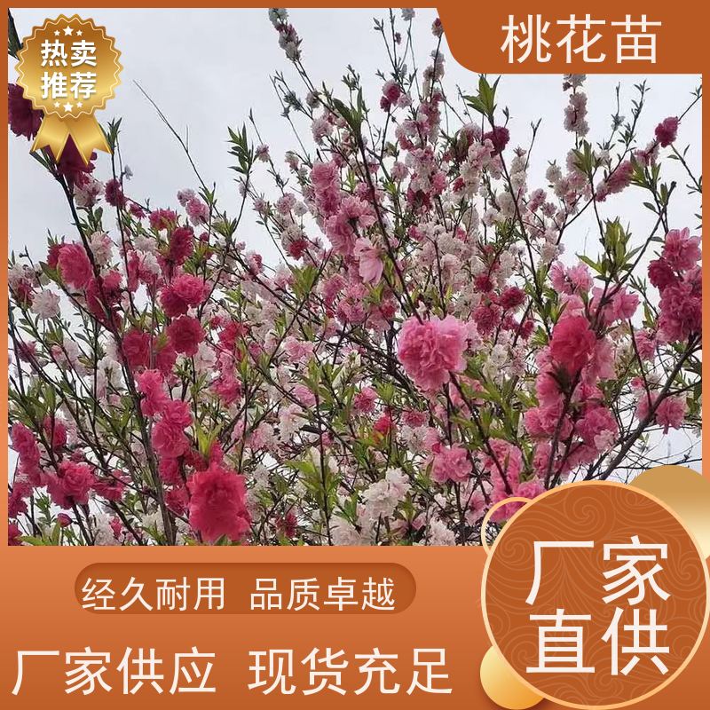 春丰苗木 7公分 观赏桃花苗子 提供种植技术经验 树形优美