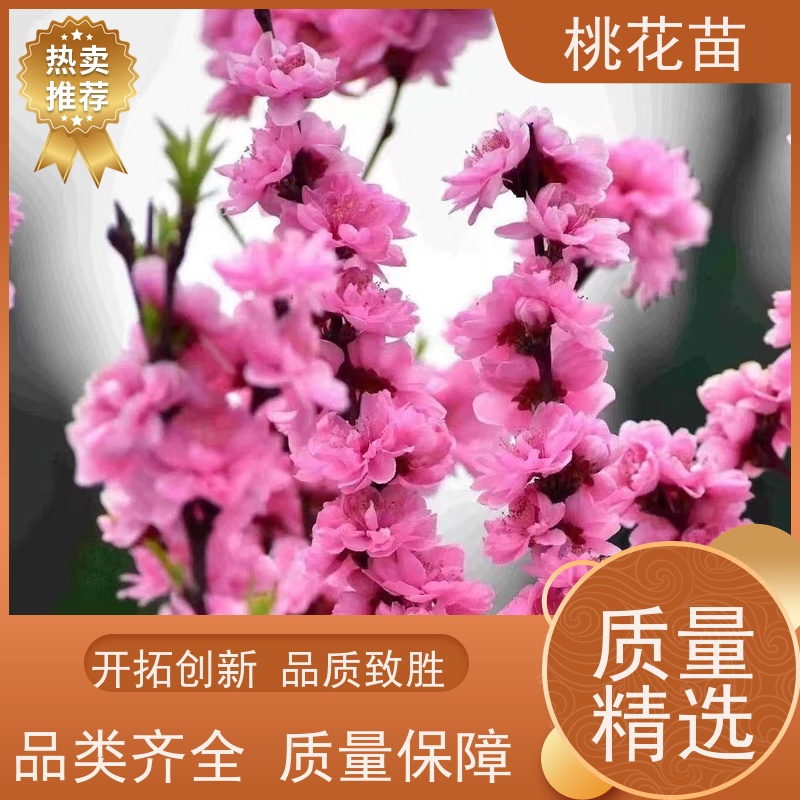 春丰苗木 2公分 提供种植技术经验 景观桃花 品种优良