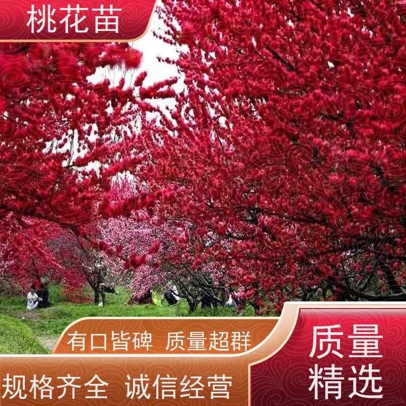 春丰苗木 品种多样 全国发货 观赏桃树苗子 2公分