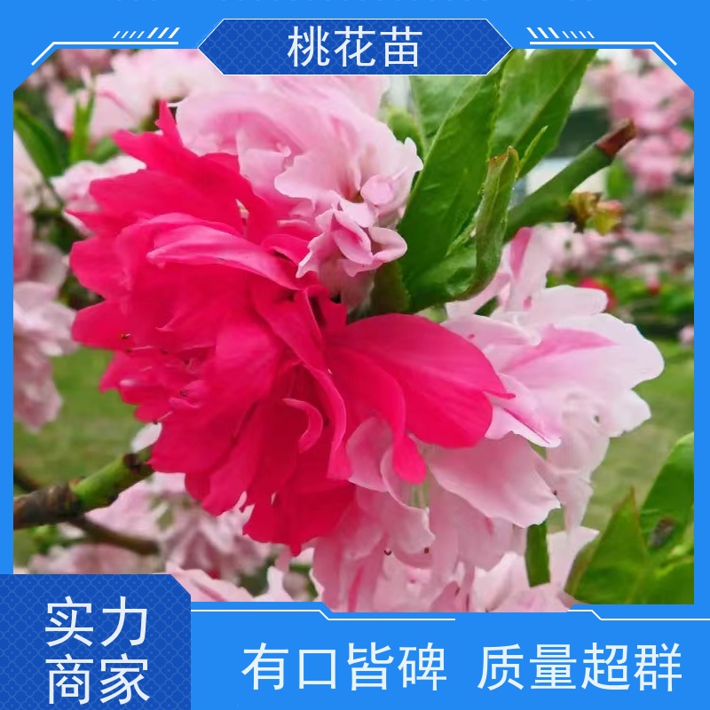 春丰苗木 盆栽地栽 基地批发 花桃苗 桃花树苗价格2元