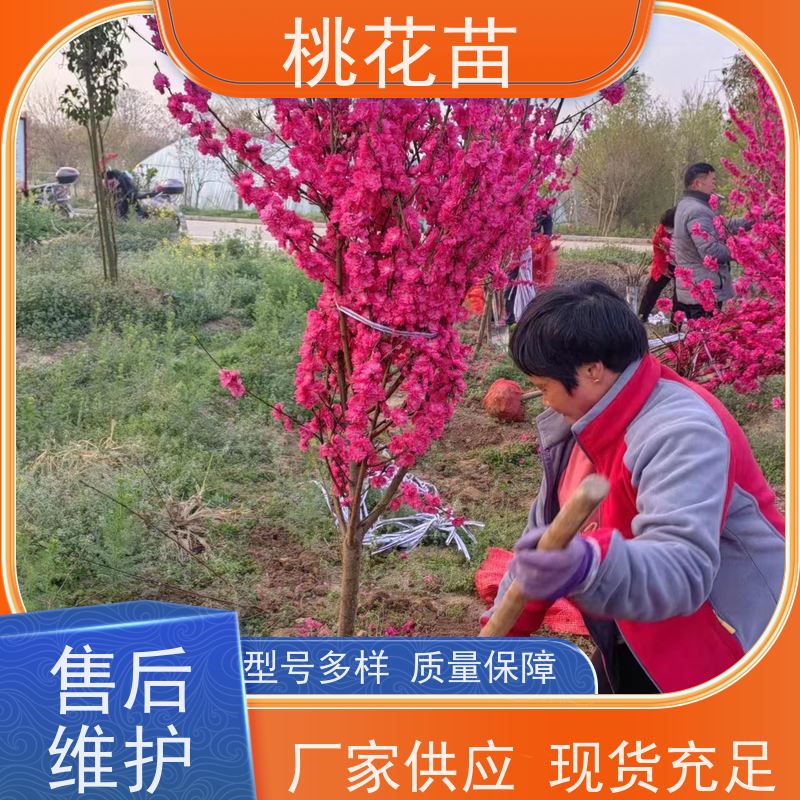 春丰苗木 规格齐全 8公分 花桃树 树形优美 成活率高