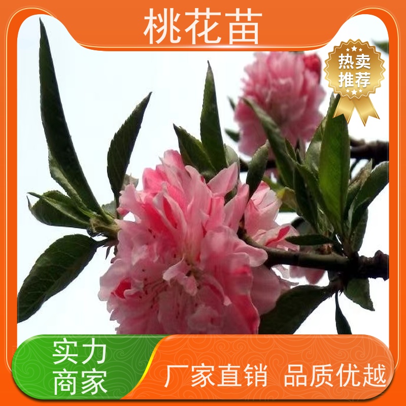 春丰苗木 观赏桃花树苗 提供种植技术经验 2公分