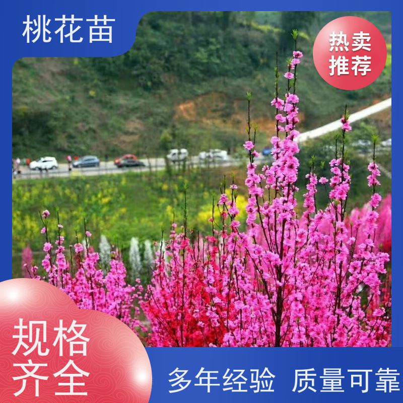 春丰苗木 7公分 景观桃花树 提供种植技术经验 适应能力强