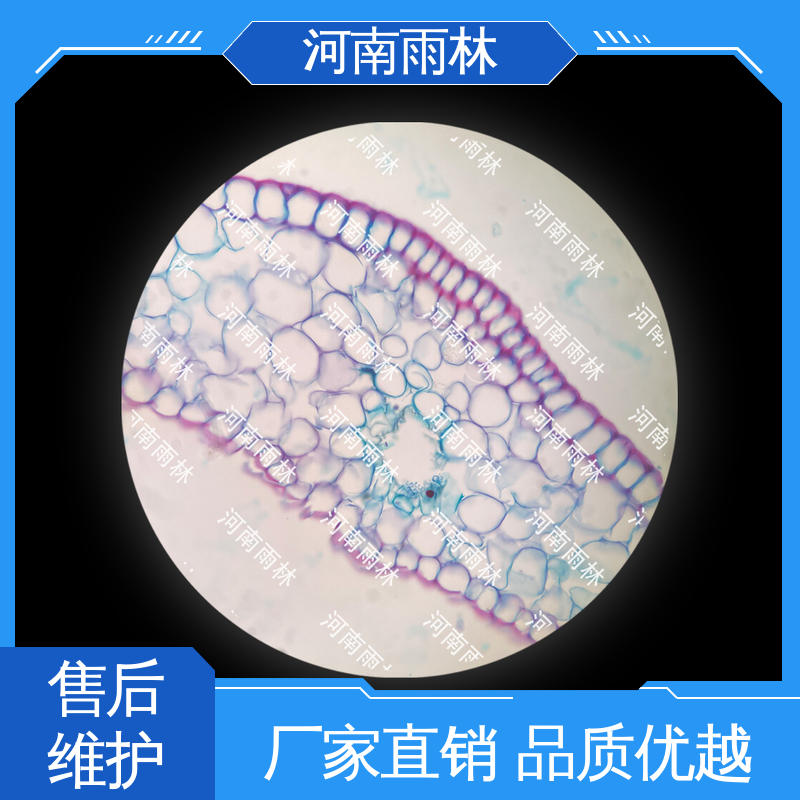 一对一质检 源头工厂 显微标本 质量优 雨林教育