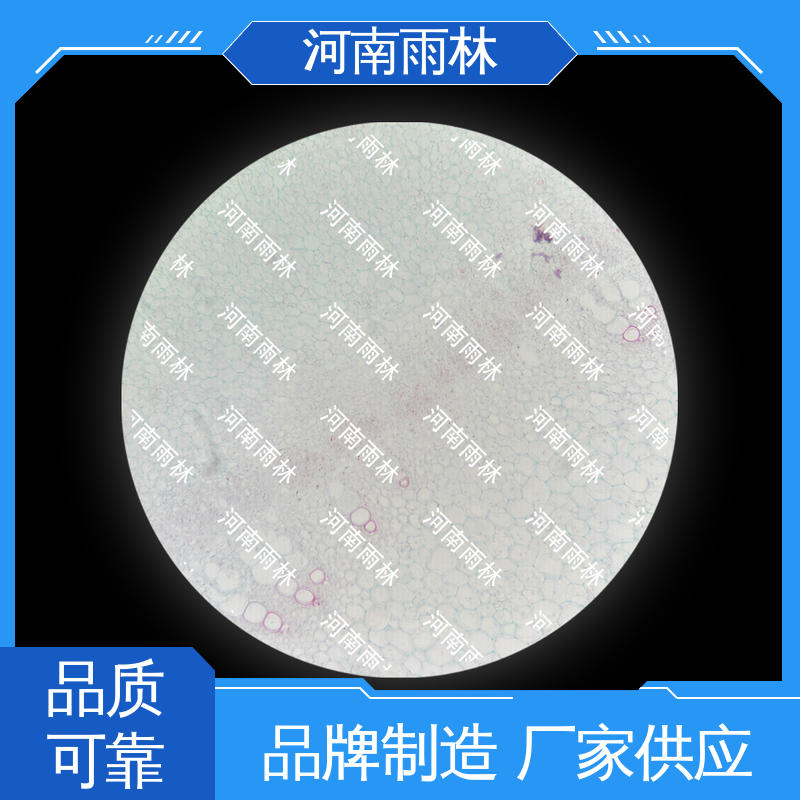 雨林教育 植物标本 颜色鲜亮 可提供材料 支持定制
