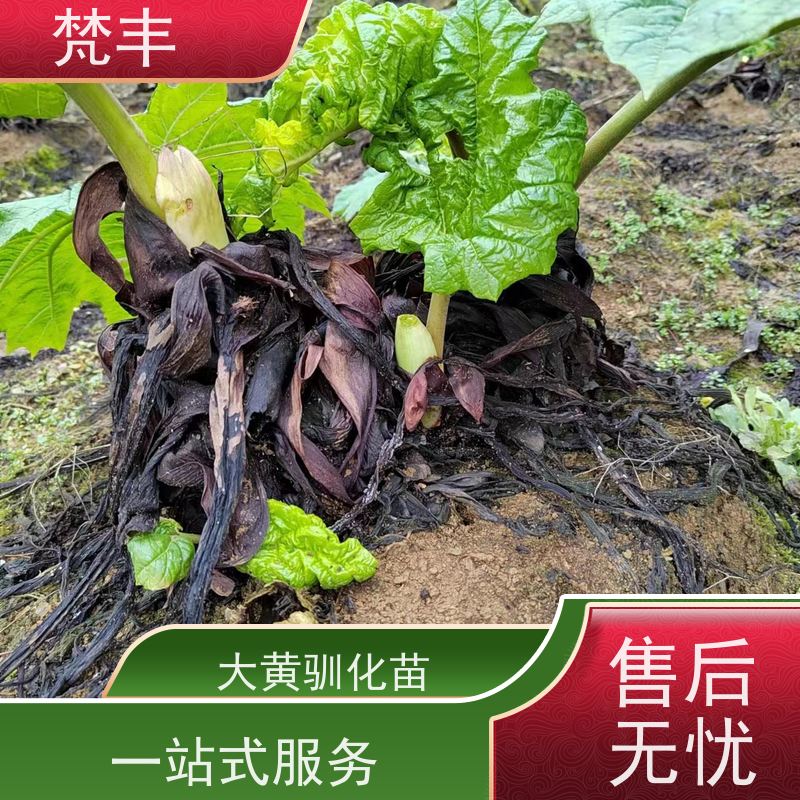 梵丰 大黄回收 中药材苗容易种活 库存充足 厂家供应