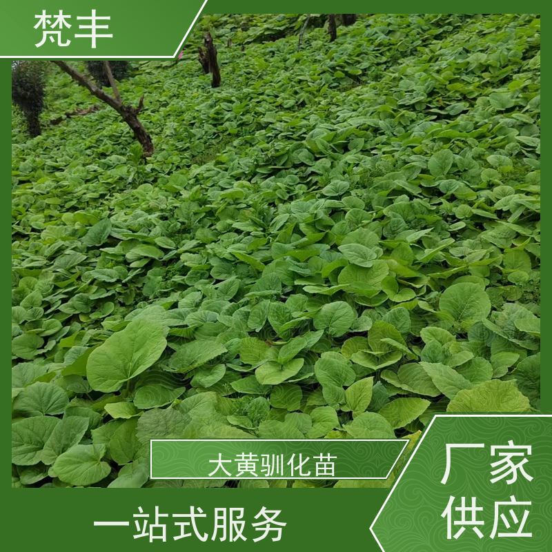梵丰 大黄驯化种子 现挖 好种 易活活 欢迎来电洽谈