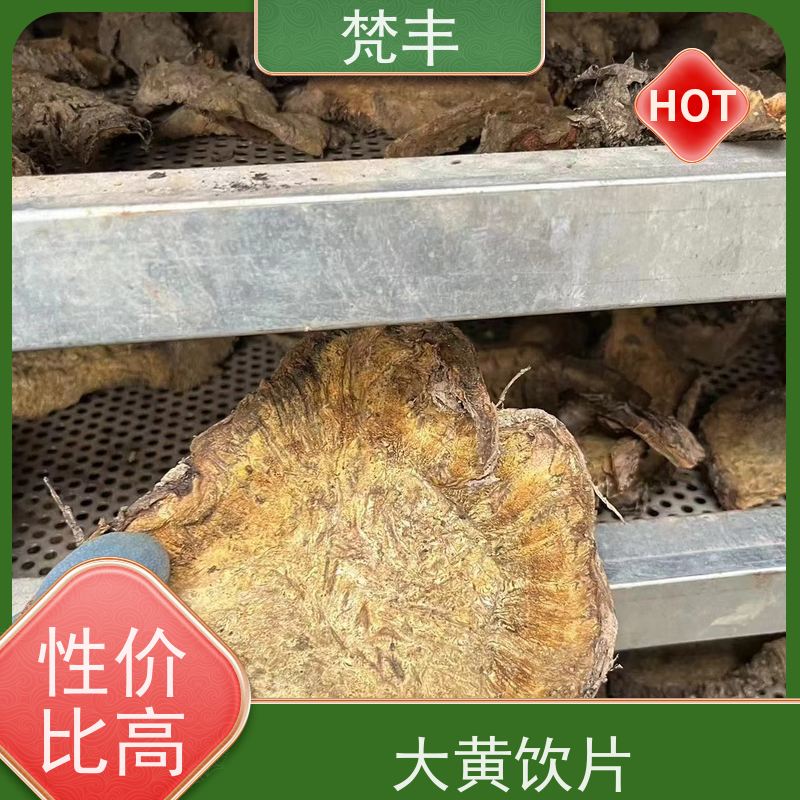 梵丰 马蹄大黄苗 抗虫害全国发货 基地直发 供货及时