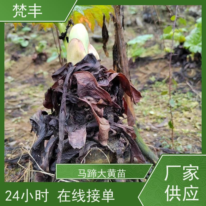 梵丰 大黄种植技术 活抗虫害全国发货 盆栽耐寒易活苗