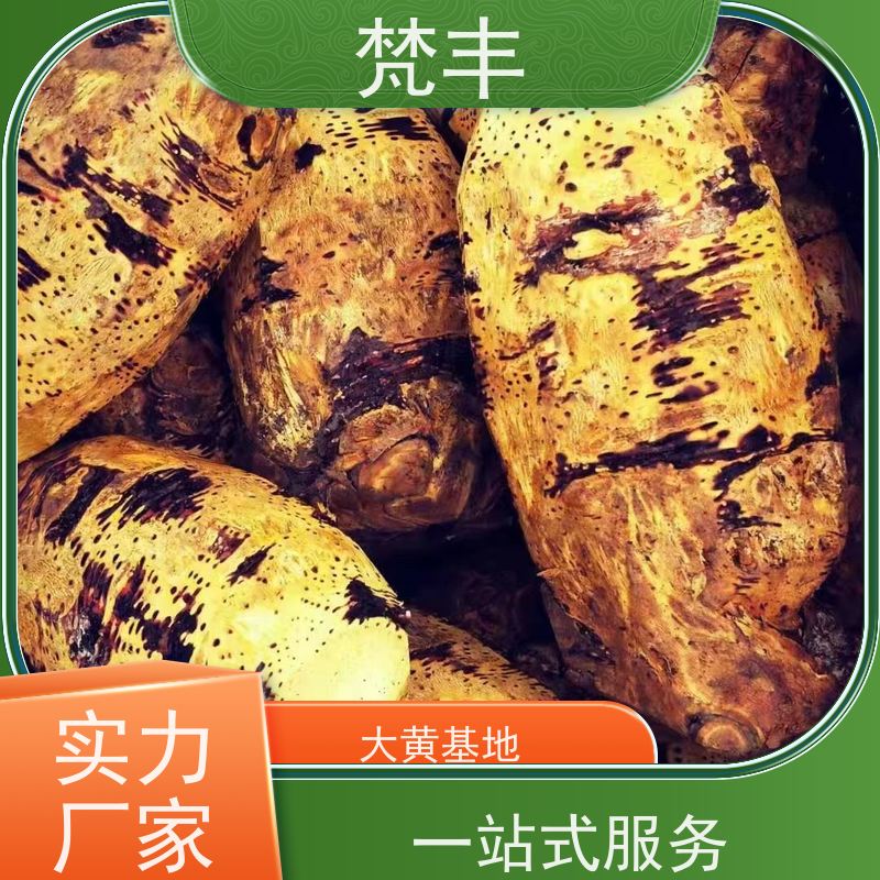 梵丰 大黄育苗 手选大片原材料 在线接单 物流配送 