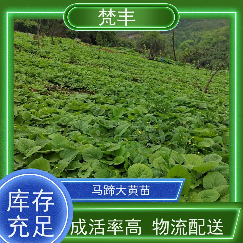 梵丰 大黄产地 中药材苗容易种活 库存充足 厂家供应