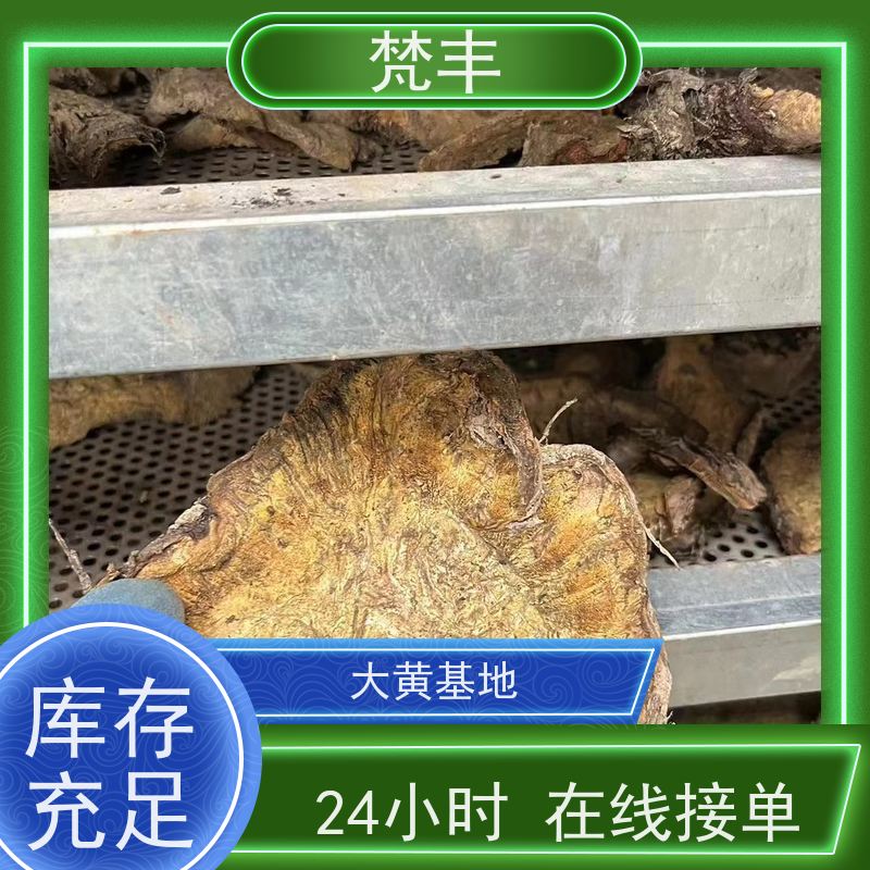 梵丰 马蹄大黄苗 中药材苗容易种活 库存充足 厂家供应