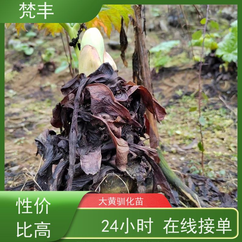 梵丰 马蹄大黄苗 成活率高 品质好 基地直发 供货及时