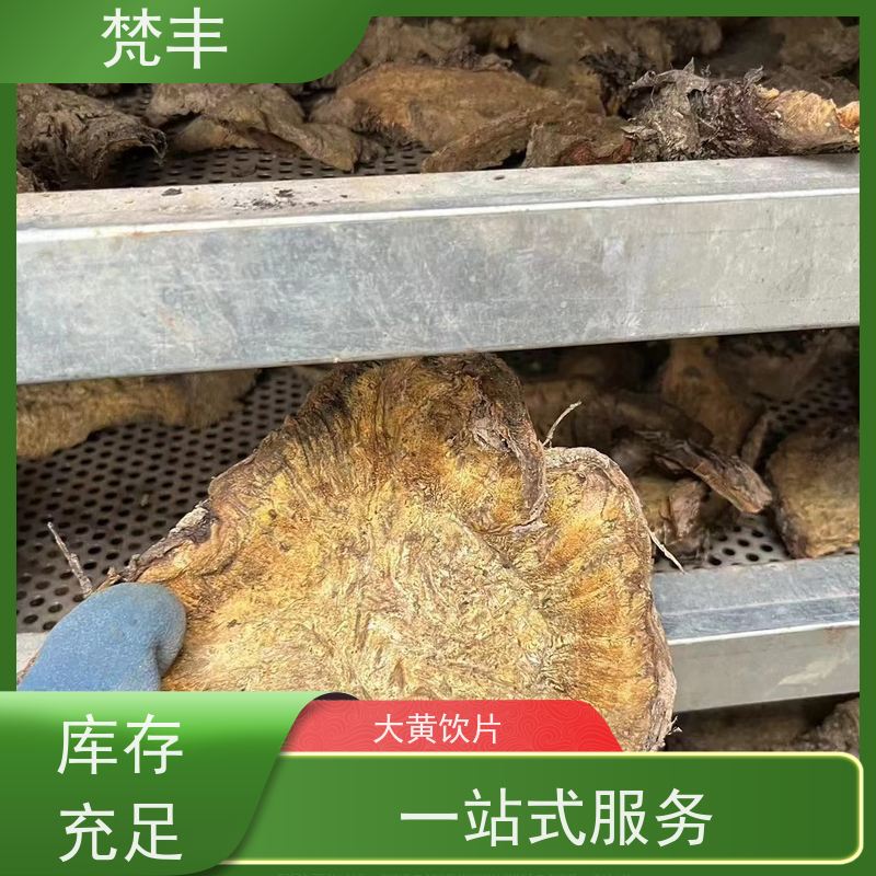 梵丰 大黄驯化苗 手选大片原材料 长期供应 诚信经营