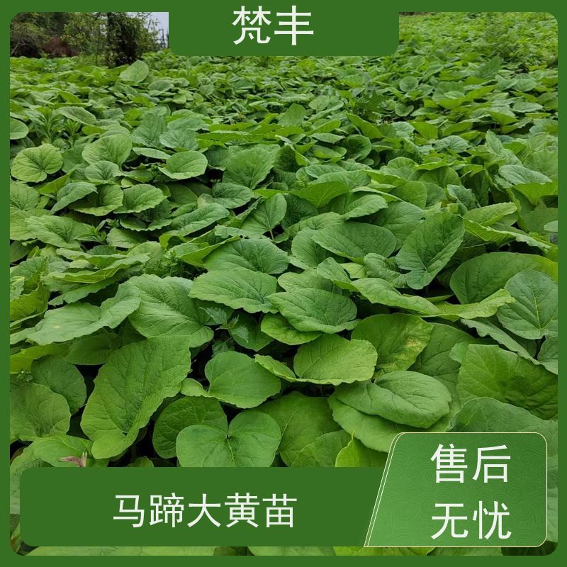 梵丰 大黄施肥 中药材苗容易种活 长期供应 诚信经营