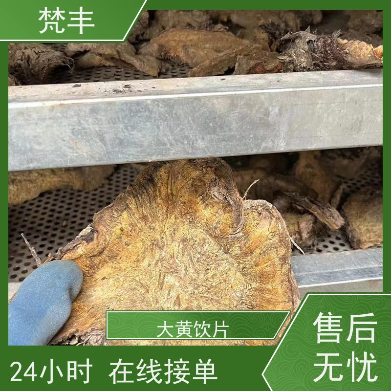 梵丰 马蹄大黄苗 手选大片原材料 库存充足 成活率高