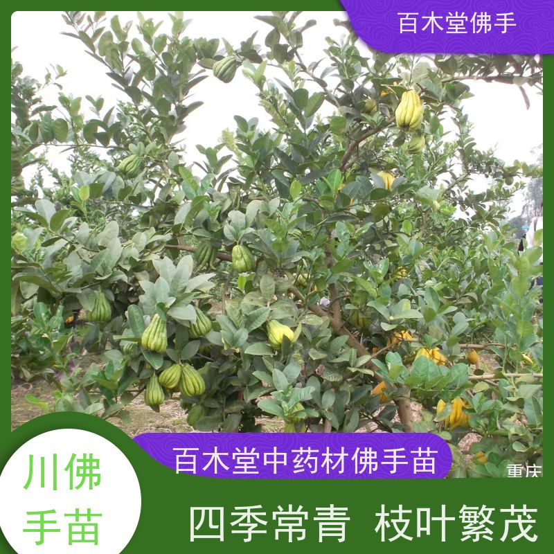 百木堂 佛手柑 植株茂密 生长迅速 中药材种植基地 