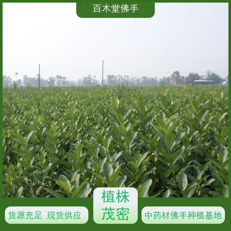 百木堂 广佛手苗 树形丰富 成活率高 城市景观绿化树 