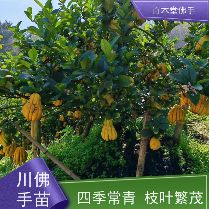 百木堂 广佛手苗 生长环境适应性强 种苗基地直供