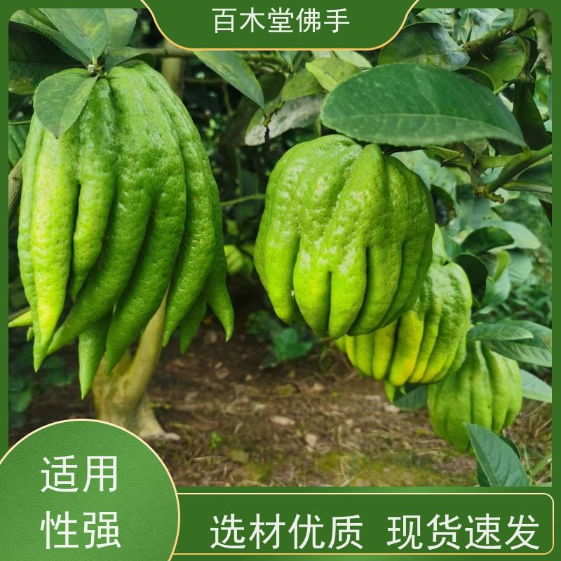 百木堂 佛手柑 观赏植物 附加值高 园林景区栽植