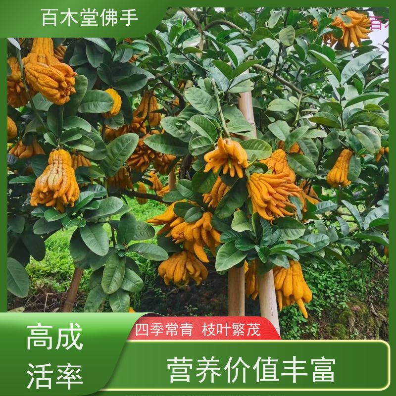 百木堂 金佛手苗 枝叶紧密 美丽多姿 园林景区栽植