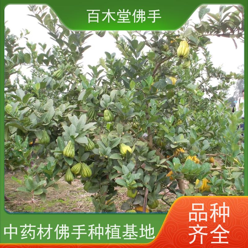 百木堂 广佛手苗种植技术 枝叶紧密 美丽多姿 园林景区栽植